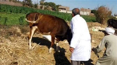 استمرار الحملة القومية للتحصين ضد مرضي الجلد العقدي وجدري الأغنام بالأقصر