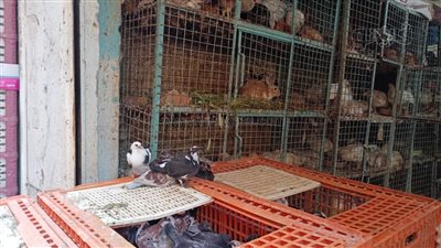 الفراخ البيضاء بـ 98 والحمام 160 جنيها، أسعار الطيور والدواجن في الأقصر (بث مباشر)