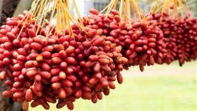 تفسير حلم أكل البلح في المنام وعلاقته بالحصول على ثروة كبيرة 