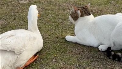 علاقة رومانسية بين بطة وقطة بالسعودية تثير إعجاب رواد وسائل التواصل (فيديو)