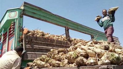 معلومات الوزراء: حافز إضافي لمزارعي القصب وعلاوة استثنائية للبنجر (إنفوجراف)