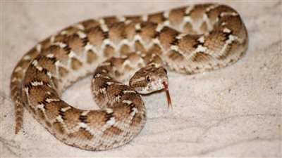 ثعبان يثير الرعب في سوق طومان باي بالزيتون (فيديو)