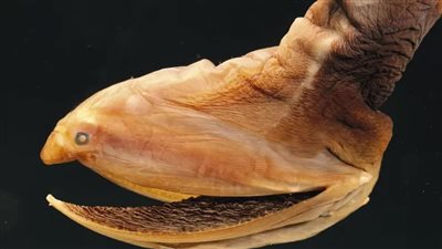 ثعابين البحر والسلاحف والحيتان والقناديل، كائنات غريبة بأفواه عجيبة