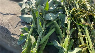 الفول الأخضر يزين مزارع عروس الصعيد، مزارعو المنيا لـ فيتو: محصول شتوي ومربح (فيديو وصور)