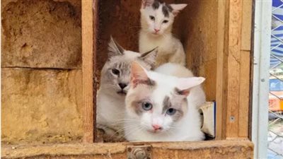 اكتشاف 100 قطة ميتة داخل ثلاجة منزل 