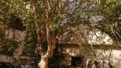 مدير بساتين الأقصر: زراعة المورينجا في المحافظة لأنها اقتصادية وتدخل في مجال التصنيع والتصدير