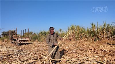 انتهاء موسم كسر القصب بقنا وسط فرحة كبيرة بزيادة سعر الطن (فيديو) 