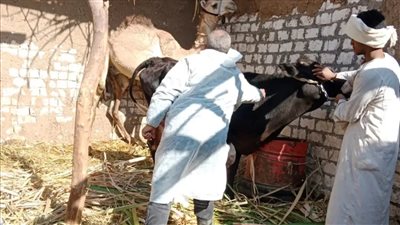 طب بيطري الأقصر يواصل تنفيذ الحملة القومية لتحصين البقر والأغنام (صور)