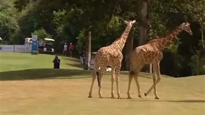 زرافتان تقتحمان بطولة للجولف في كينيا (فيديو)