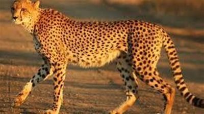 تفسير رؤية الفهد في المنام وعلاقتها بالهموم والمتاعب والمشكلات 