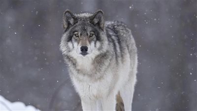  50 ألف دولار مكافأة لكشف لغز موت 3 ذئاب رمادية 