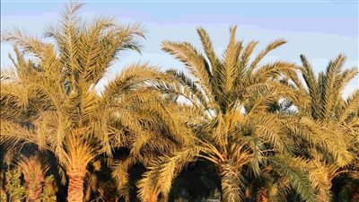 زراعة الأقصر تستعد لمكافحة سوسة النخيل الحمراء