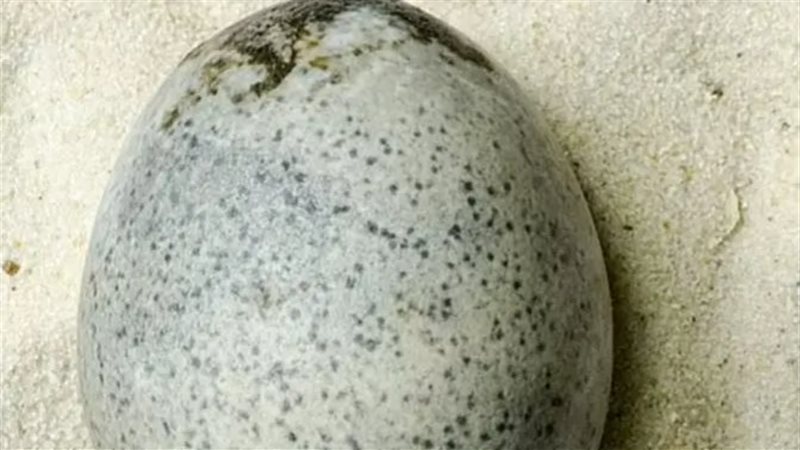 البيضة الأثرية، فيتو