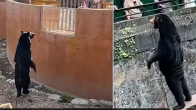 الزوار مش مصدقين إنه حيوان، فيديو جديد لدب يقف على رجليه كالإنسان في تايوان (فيديو)