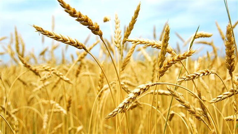  تفسير رؤية القمح