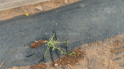 أسراب جراد قادمة من ليبيا تهاجم مزارع في أسوان (صور)