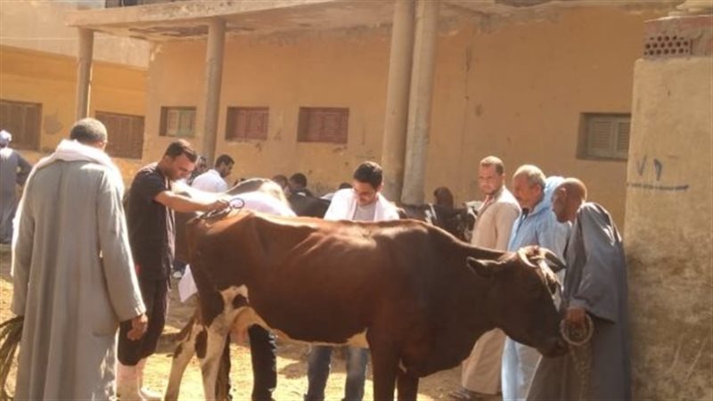 قوافل بيطرية في مدن