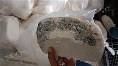 ضبط نصف طن جبنة موتزاريلا فاسدة داخل ثلاجة في الغربية (صور)