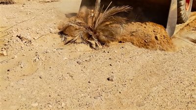  إزالة في المهد لبناء مخالف وبدون ترخيص بمركز الزينية في الأقصر