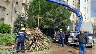 حي شرق الإسكندرية يواصل أعمال تجميل وتقليم الحدائق 