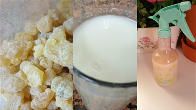 فوائد لبان الدكر لتعزيز الجهاز المناعي وتخفيف آلام المفاصل