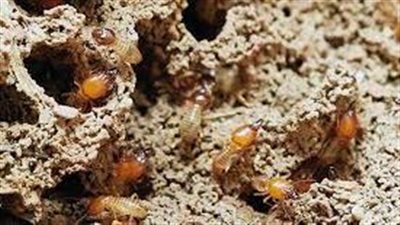 دولة أفريقية تواجه أزمة الغذاء بـ 