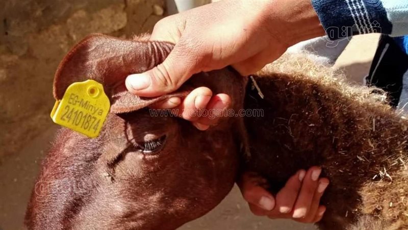 قافلة بيطرية بالمنيا،