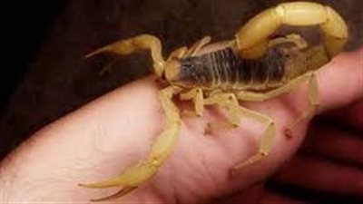 تفسير حلم لدغة العقرب في المنام وعلاقته بالاكتئاب والحزن وتربص عدو 