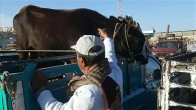 تشكيل لجنة لإحكام الرقابة على أسواق الماشية بإدارة إسنا بالأقصر