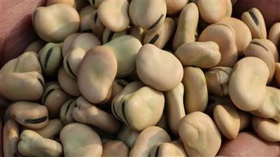 تباين أسعار الفول في الأسواق، والتدميس بلدي يصل لـ 61 جنيهًا