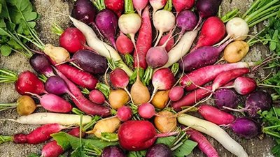 فوائد الفجل، لتعزيز المناعة وتحسين الهضم وتغذية البشرة