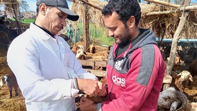 علاج 50 ألف رأس ماشية.. البحيرة تطلق 10 قوافل بيطرية 