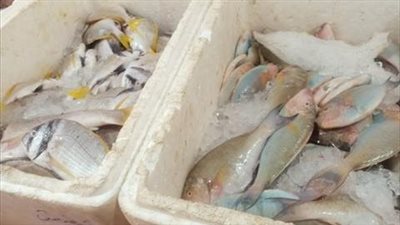 ضبط 2.5 طن أسماك مدخنة غير صالحة للاستهلاك الآدمي بالبحيرة 