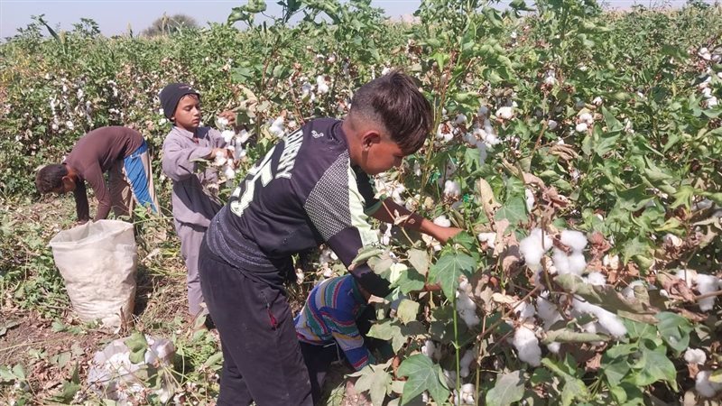 القطن،فيتو 