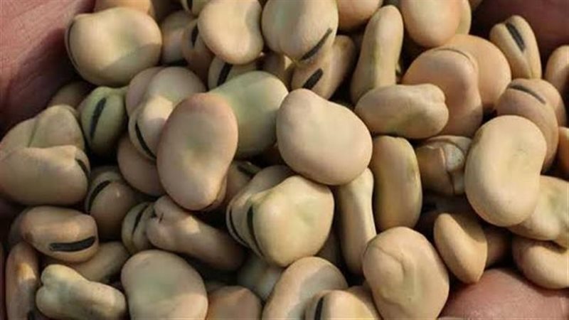 تباين أسعار الفول