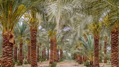 خطة عربية موحدة لمكافحة سوسة النخيل والاستفادة من نواتج التقليم