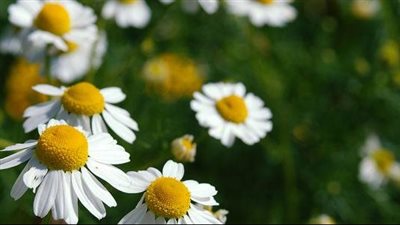 فوائد البابونج، يحمي من أمراض القلب التاجية ويعالج الصداع النصفي 