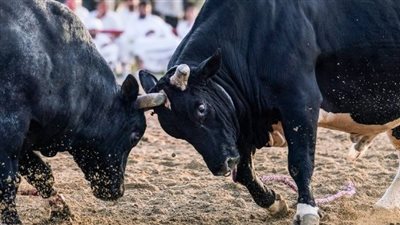 إجراء تجارب على الثيران لكشف أسرار الخصوبة عند الرجال