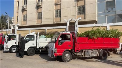 توزيع 51 ألفا و500 شجرة على مجالس المدن في الفيوم