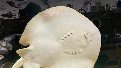 بعد حمل واحدة في أمريكا دون زواج، ماذا تعرف عن السمكة الخنثى؟!