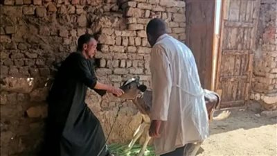 58 % نسبة الحيوانات المحصنة ضد الجلد العقدي وجدري الأغنام بالأقصر