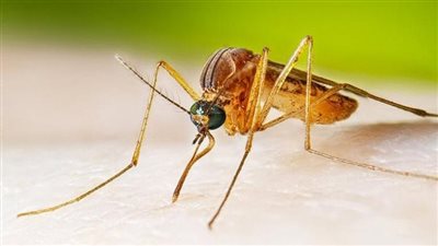 “غرب النيل” فيروس قاتل يجتاح أوروبا 