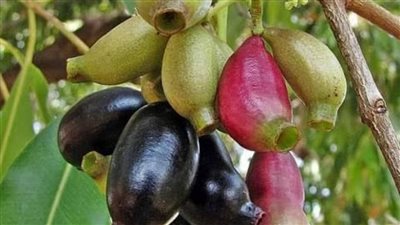 أهمها البامبوزيا، بساتين الأقصر توصي بزراعة الأشجار المثمرة في كافة الشوارع 