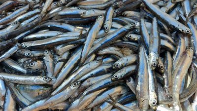 فوائد البساريا، سعرها 30 جنيها وأغنى أنواع الأسماك بالعناصر الغذائية 