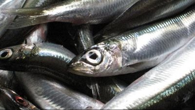 فوائد السردين، يقوي المناعة ويخفض السكر والكوليسترول بالدم 