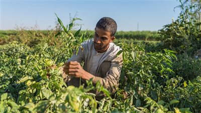 طلب إحاطة بشأن تراجع نصيب الفرد من الأراضي الزراعية