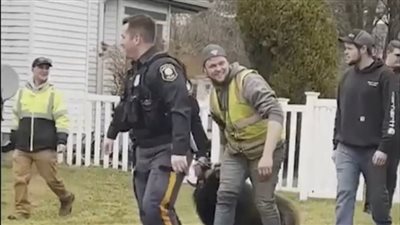 الشرطة الأمريكية تطارد خروفا وتلقى القبض عليه ( فيديو)