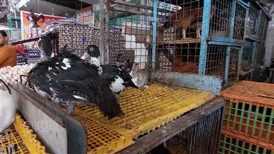 البطة بـ4 آلاف جنيه، فيتو تكشف حقيقة ارتفاع أسعار البط بشكل جنوني بالأسواق (فيديو)