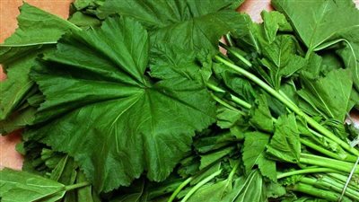 فوائد الخبيزة، مقوية للمناعة وتحمي القلب من الأمراض