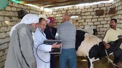  اليوم، قافلة بيطرية لتوقيع الكشف الطبي على الماشية بقرى مدن الصف وأطفيح بالجيزة